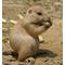 Prairie dog