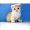 [D:F946]～猫巾党～[D:F946]