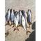 ＦＩＳＨＩＮＧクラブ
